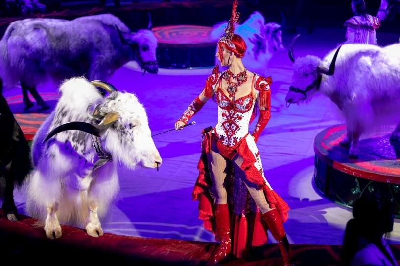 Королевский цирк новосибирск билеты