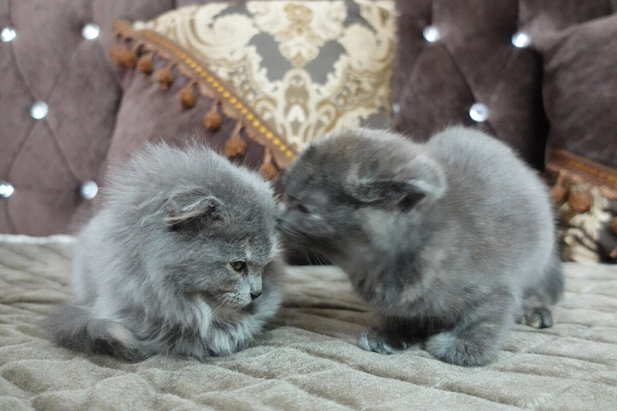 Сведения о русской голубая кошка. Гладкошерстная кошка описание породы. Как понять что кот хочет вас убить. Как понять что твой кот тебя любит. В кошке свертываются.