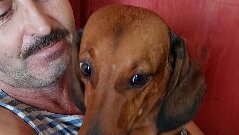 Рацион питания для таксы. Такса. Миска с едой для таксы. Хитрая такса. Таксы еда дзен.