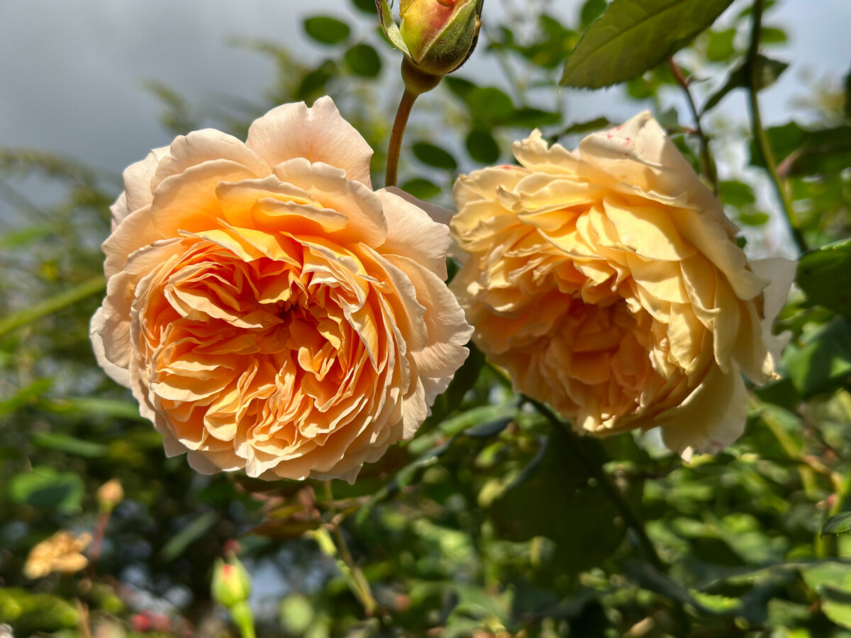 Роза David Austin Crown Princess Margaretta (прародители — Европейская/листопадная группа). Фото автора.