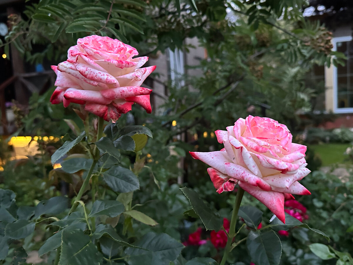 Роза Imperatrice Farah (чайная, Индийская/вечнозеленая группа). Фото автора.