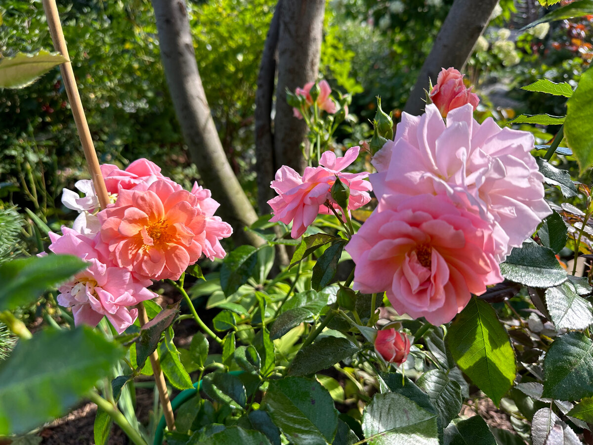 Роза Geisha (прародители — Индийская/вечнозеленая группа). Фото автора.