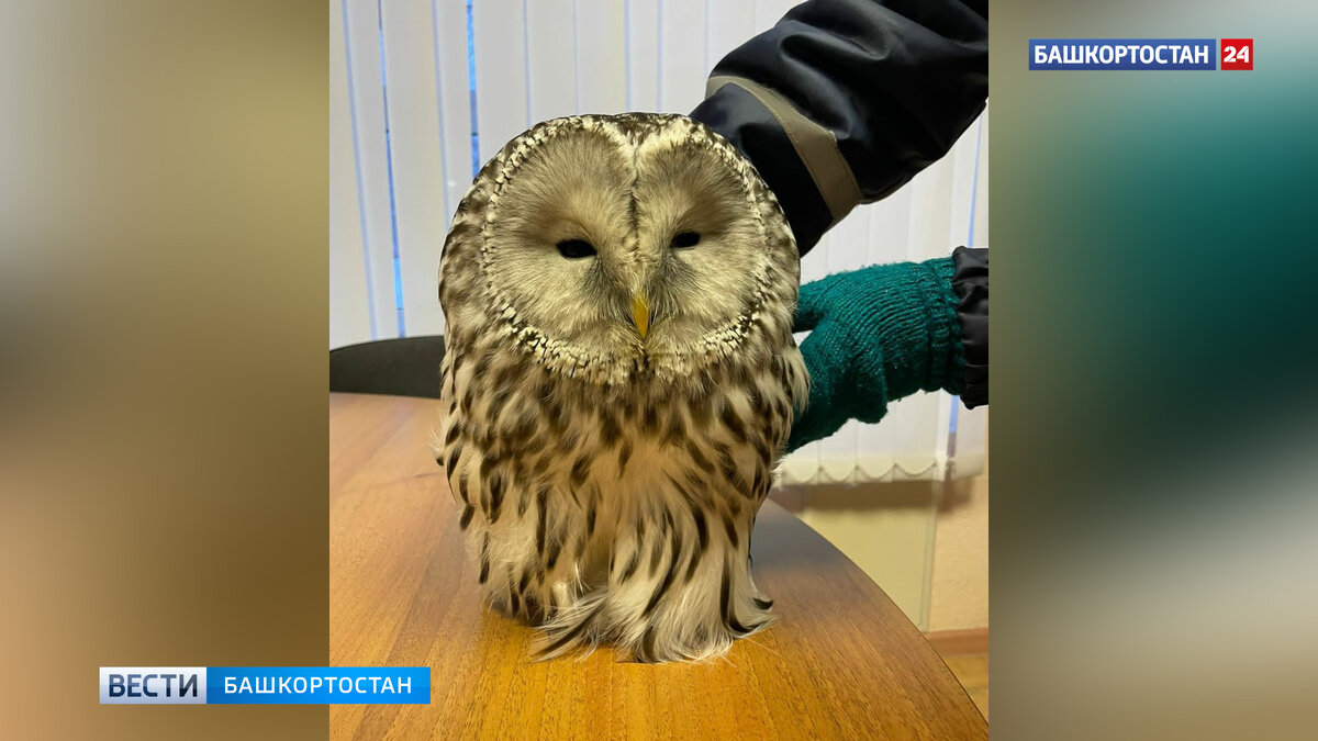    В Уфе замерзающую в снегу сову спасли от стаи ворон