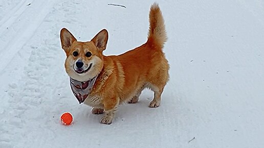 Я люблю собак потому что. Высокомерный кот. Самые верные животные. Я люблю собак. Собака думает.