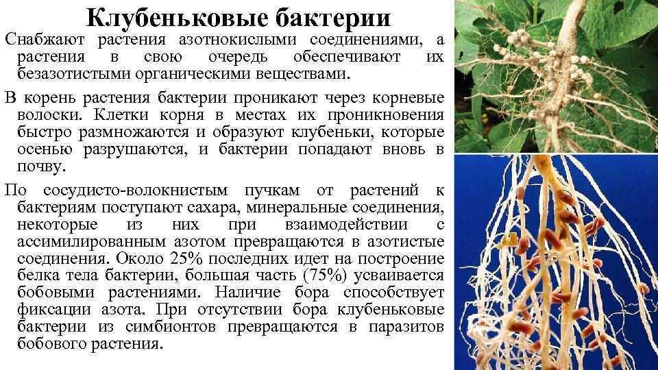 Бактериальные корни примеры растений