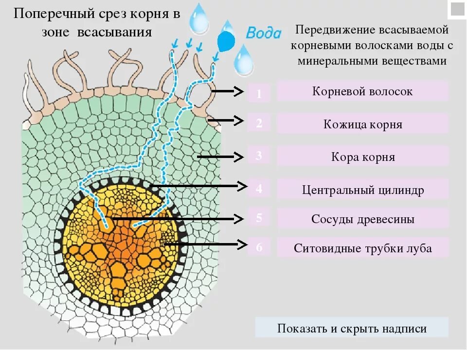 Покрывает зону молодого корня всасывает воду. Поперечный разрез корня в зоне всасывания. Рисунок поперечный срез корня в зоне всасывания. Первичное Анатомическое строение корня (поперечный срез корня ириса).. Внутреннее строение корня поперечный срез.