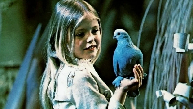 Синяя птица когда нибудь. Виа синяя птица болотного. Виа синяя птица 1977. Виа синяя птица самара. Виа 70-х.