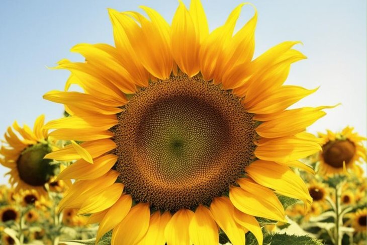    Из статуса экспериментальной культуры для Тюменской области подсолнечник выходит в широкое производство