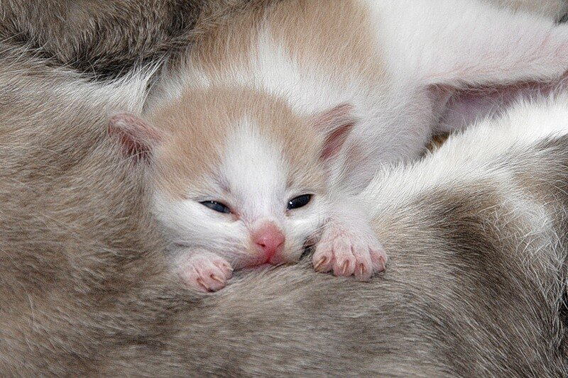 (Иллюстрация — Яндекс Картинки) 