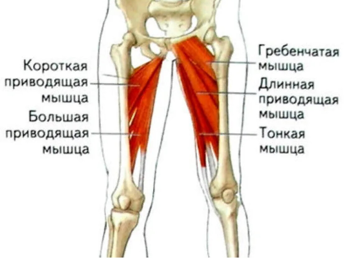 Мышцы нижней конечности передняя группа бедра