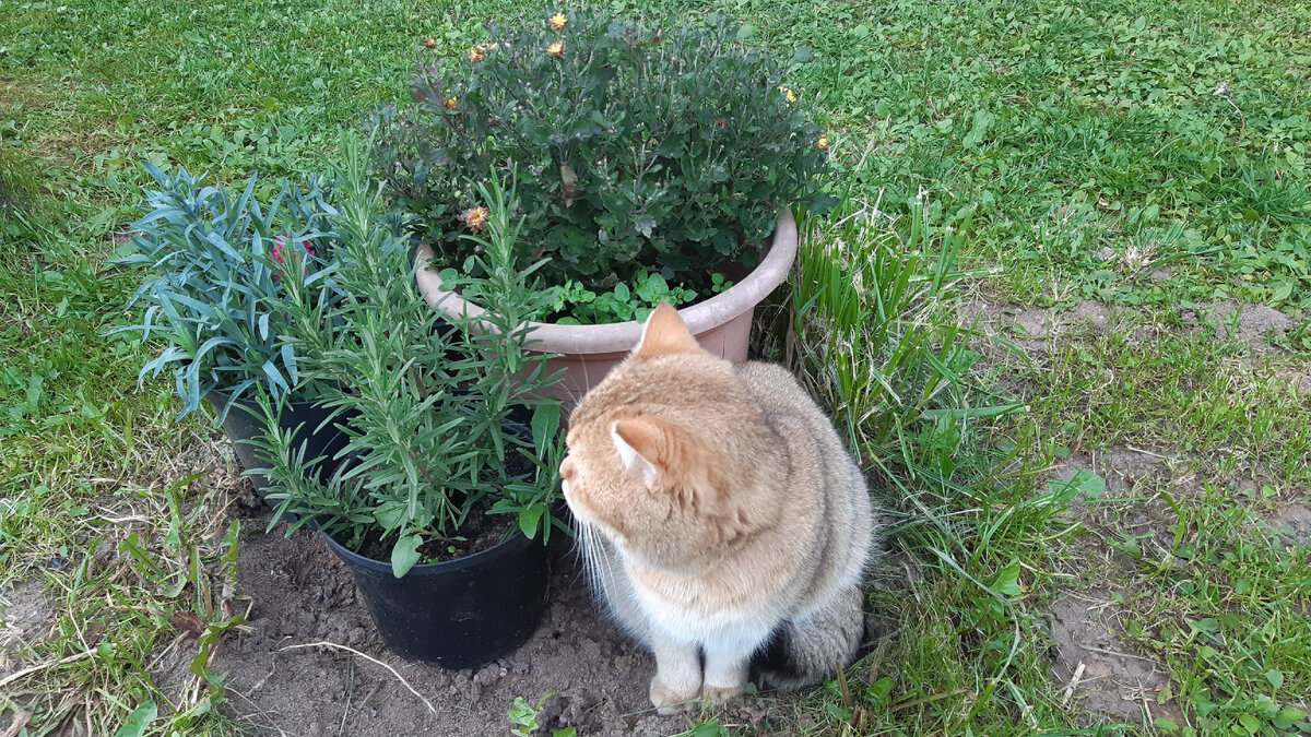 Компанию им составила кошка.