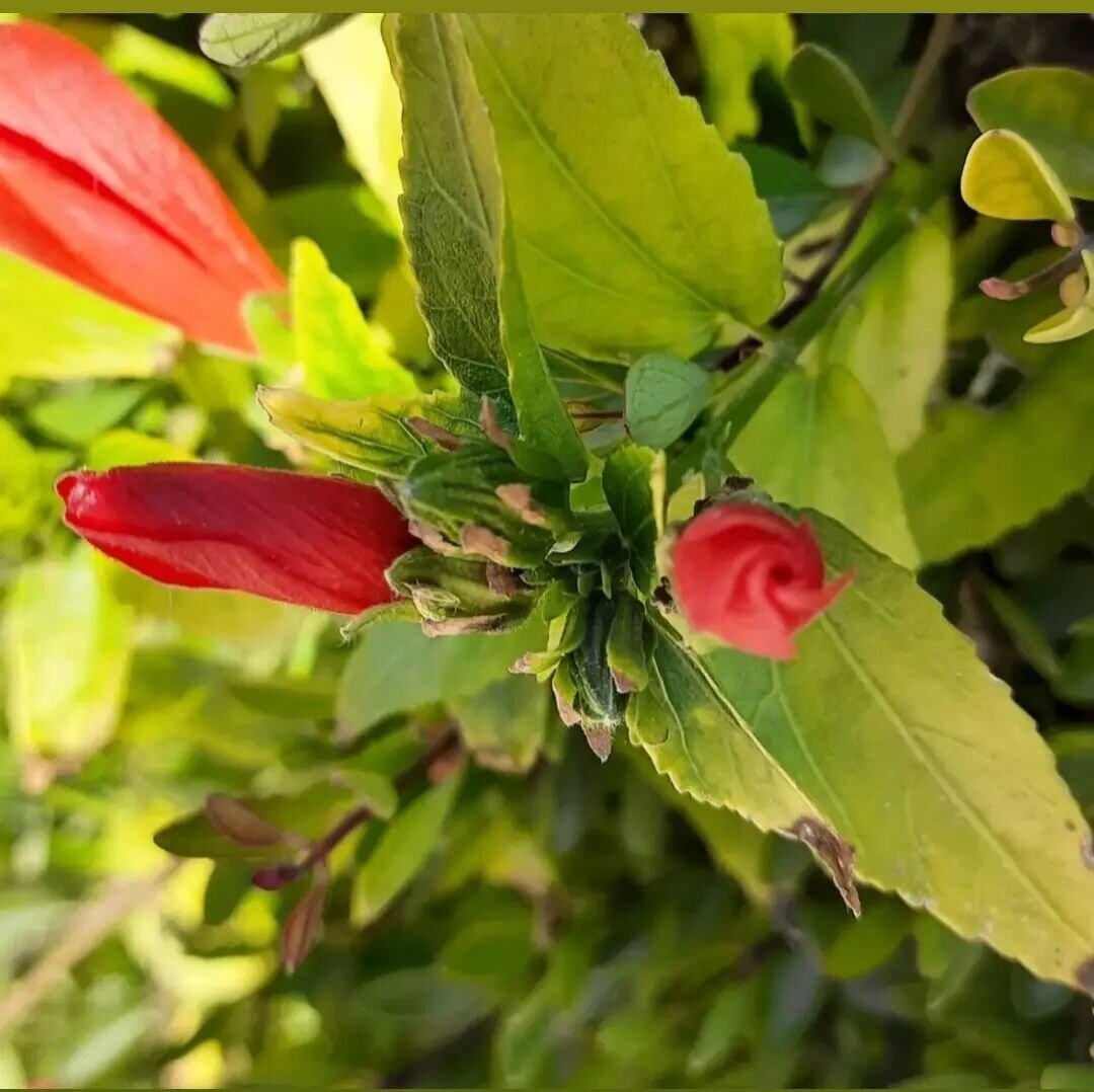 деревня чаща гатчинский район. погода в чаще гатчинский на 14. климат гатчины. погода в гатчине сегодня. погода в хотьково.