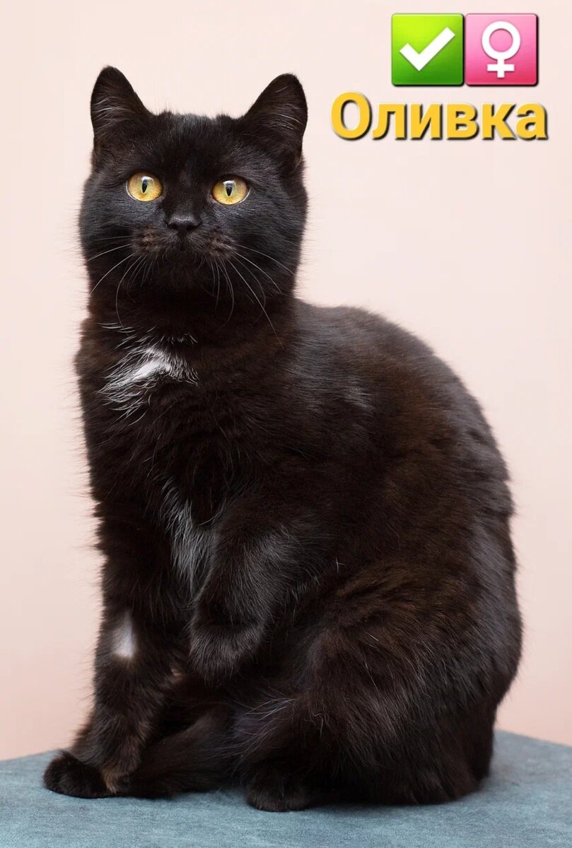 наташ ты спишь. котики с надписями. картинки смешные приколы. интересные картинки с кошками. коты говорят.