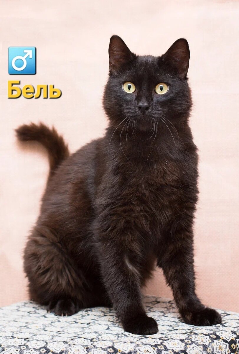 Коты далеко. Малюсенькие котята. Мой друг кот. Кот прячется в кустах. Котики ты и я.