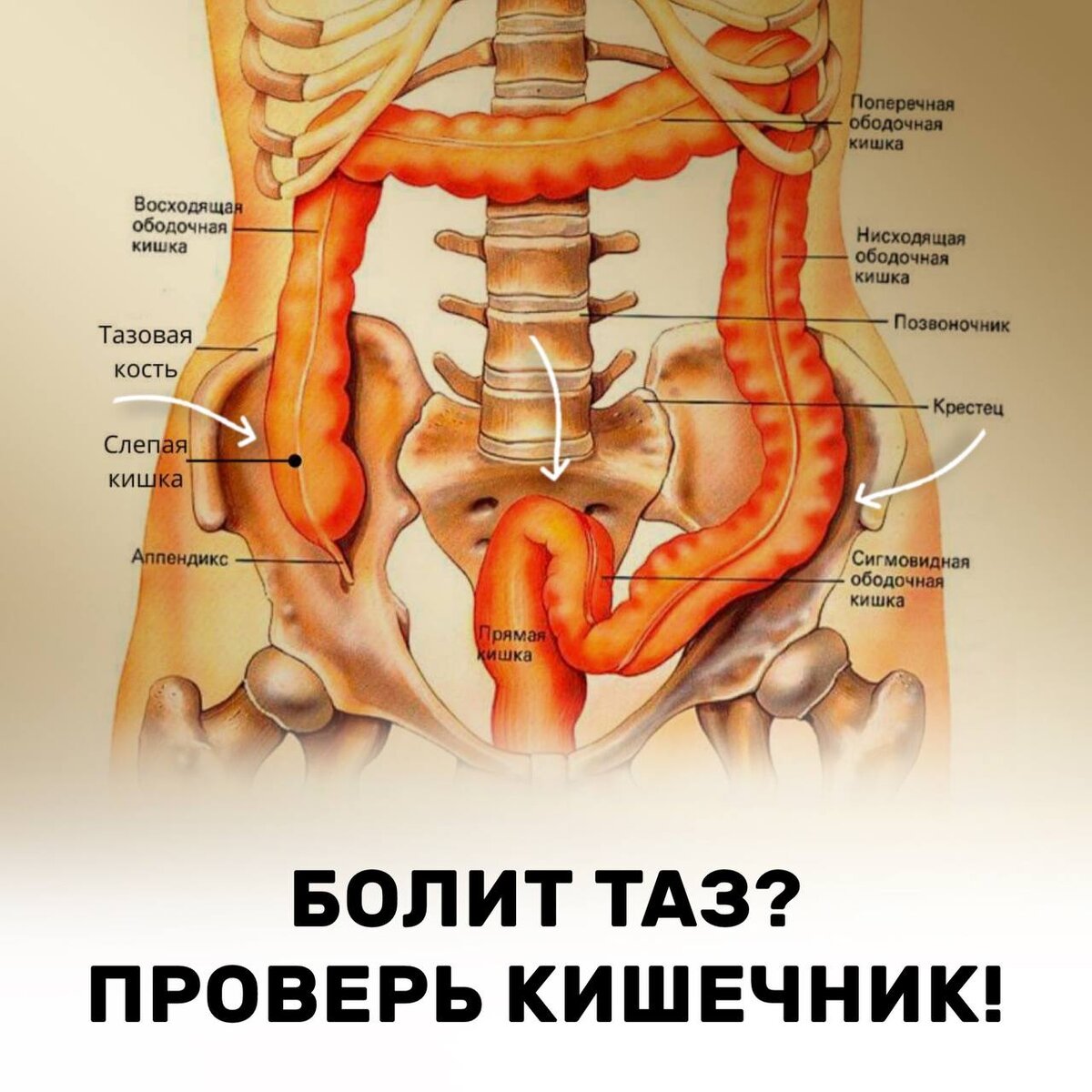 Проблемы с толстым кишечником могут быть связаны с дисфункциями  тазобедренных суставов, и наоборот. | Фейспластика и остеопатия | Дзен