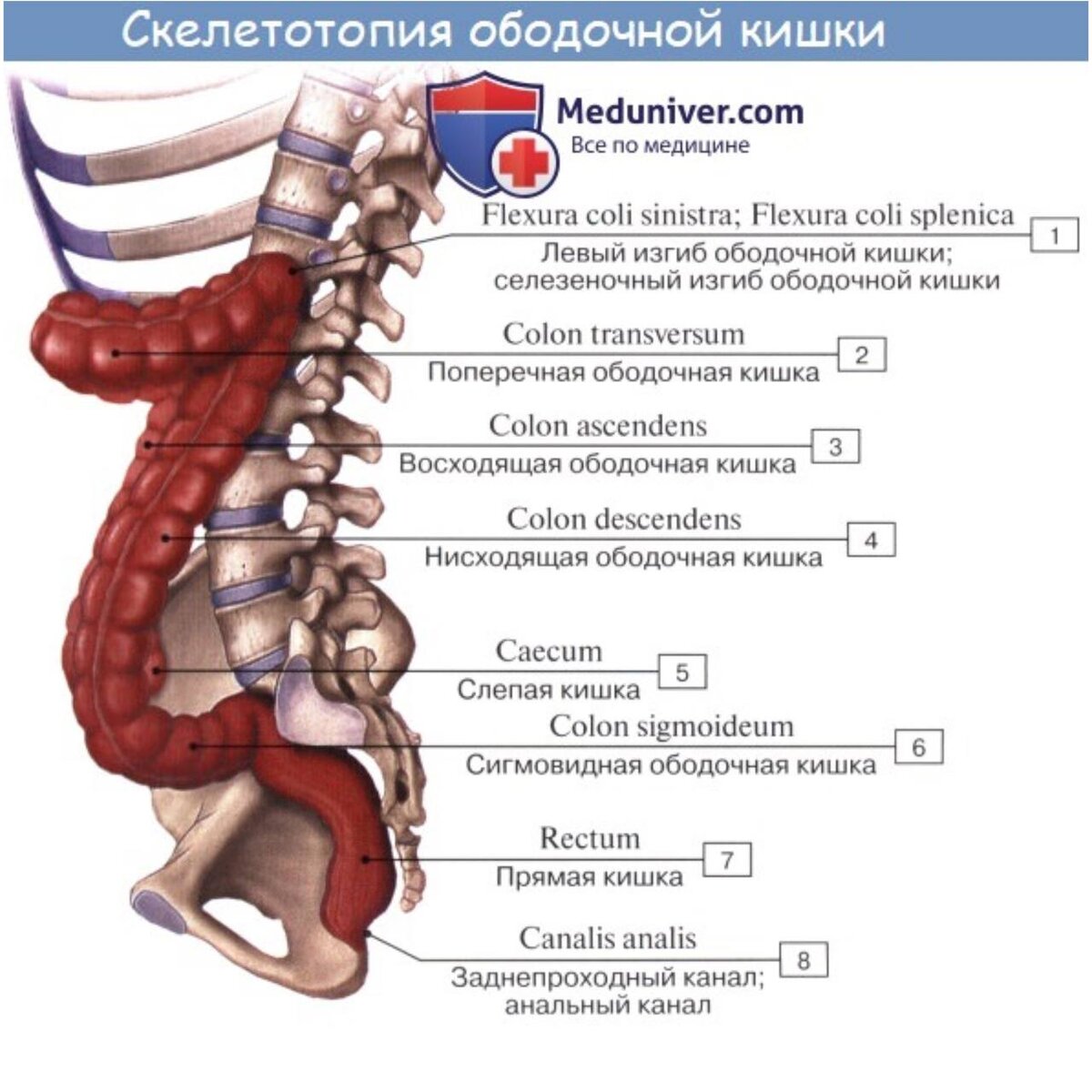 Отделы Толстого кишечника и строение анатомия. Восходящий отдел ободочной кишки схема. Строение толстой кишки анатомия. Толстая кишка анатомия сигмовидной. Где находится сигма