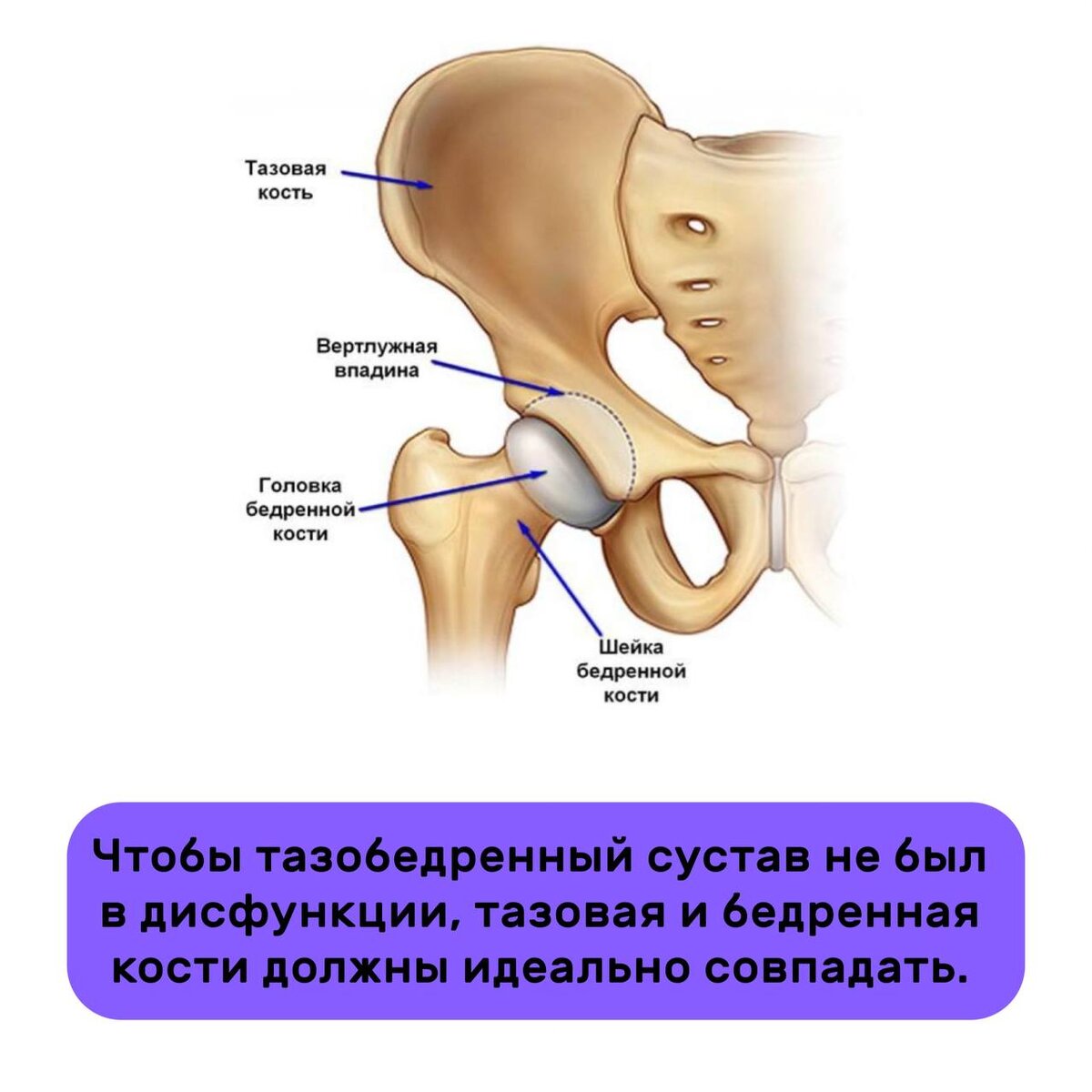 Проблемы с толстым кишечником могут быть связаны с дисфункциями тазобедренных  суставов, и наоборот. | Фейспластика и остеопатия | Дзен