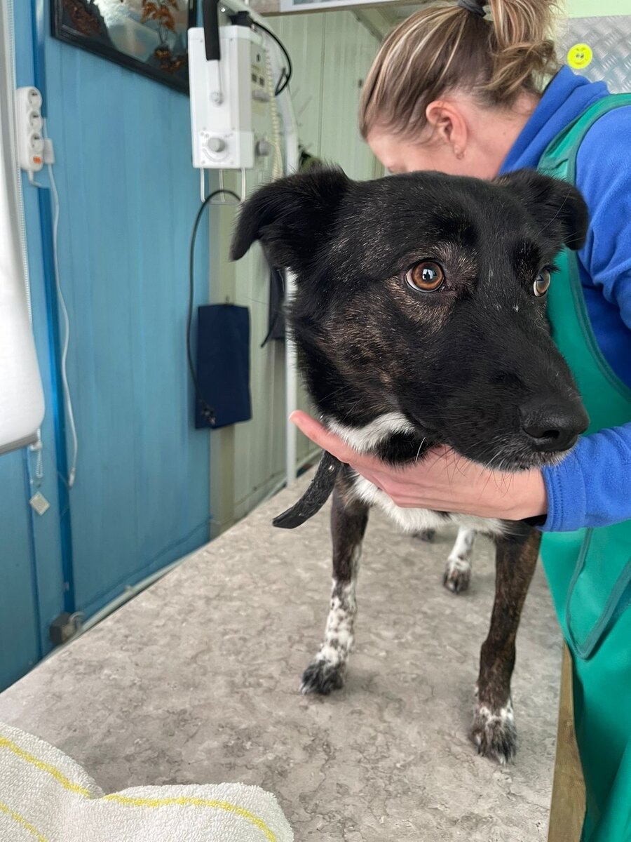 Остеосинтез перелома лучевой кости. Через два месяца после перелома. Апикальный перелом наружной лодыжки. Этапы консолидации переломов костей рентген. Перелом лодыжки кровоподтек.