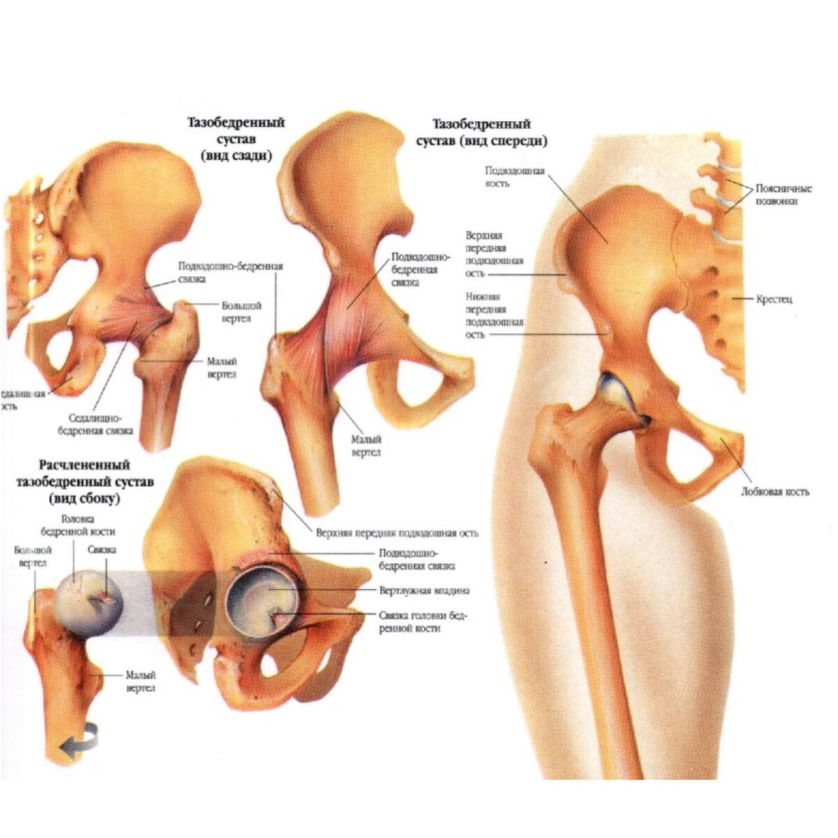 Суставы бедренной кости. Анатомическая структура тазобедренного сустава. Скелет тазобедренный сустав анатомия. Строение кости тазобедренного сустава. Тазобедренный сустав анатомия строение.