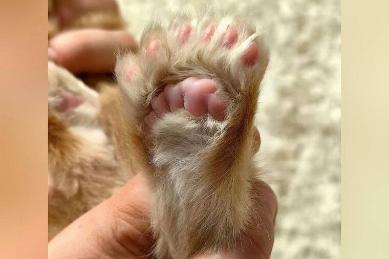 Лапы животных. Для мытья лап собакам после прогулки. Лапа моем лапу. Лапы животных. Собачья лапа в руке человека.