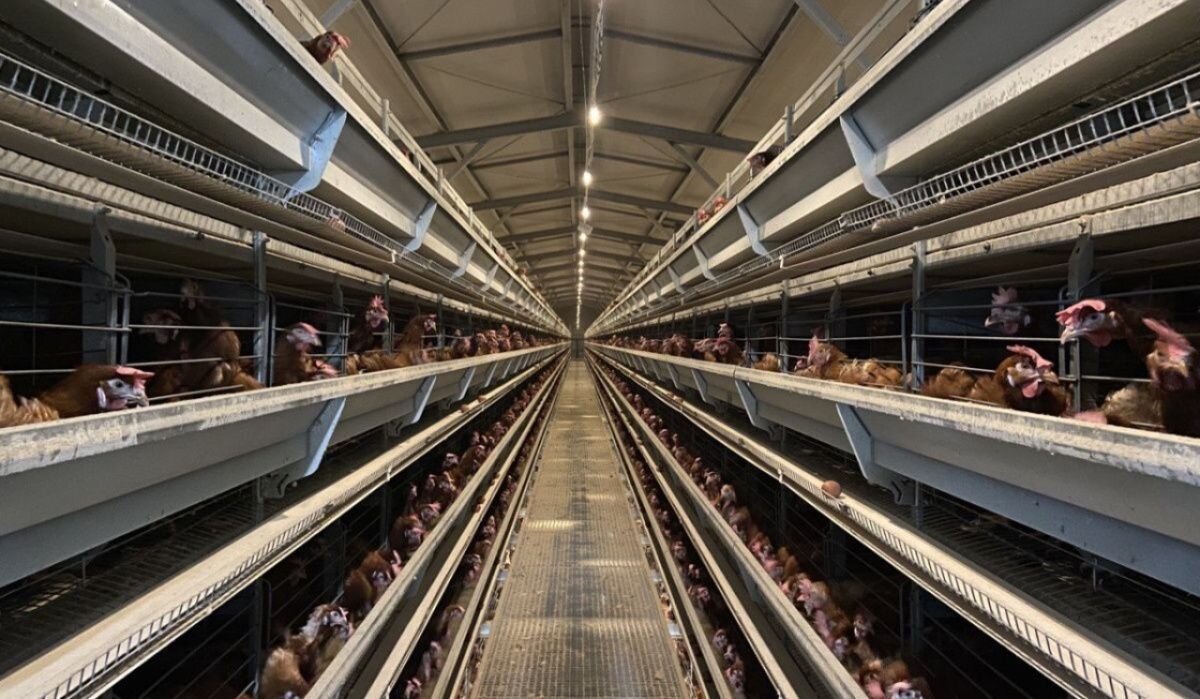     Новый корпус "Птицефабрики Чайковская". Источник: dixinews.ru Автор фото: Никита Белых