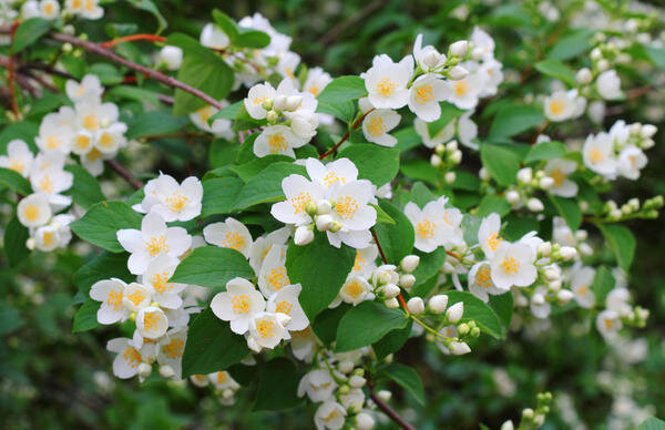 Чубушник (Philadelphus) — род кустарников из семейства Гортензиевые (Hydrangeaceae). В России часто этот кустарник неправильно называют жасмином за сладкий аромат цветков.