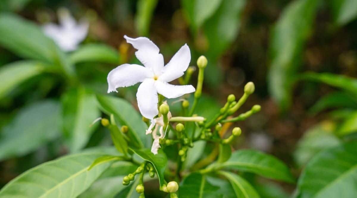 Жасмин белый (jasminum officinale)