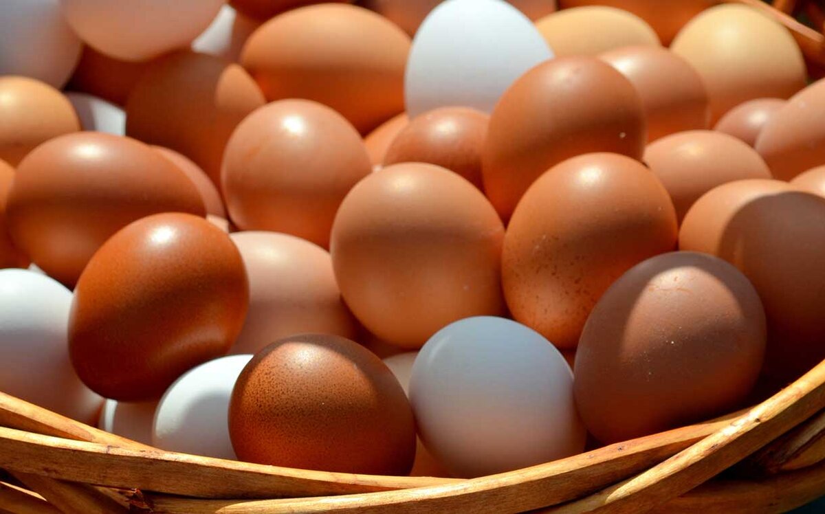 Яйцо куриное. Коричневое яйцо. Яйца кур. Красивые куриные яйца.