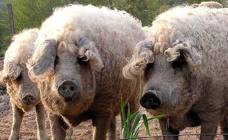 Природа создает новые виды? Реально существующие гибриды животных