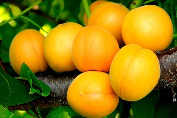 Рекомендации об использовании мобильной связи в оу. Рекомендуем рассмотреть. Зимующие птицы рекомендации для родителей. Необходимая поддержка проекта. Рекомендации для родителей тема перелетные птицы.