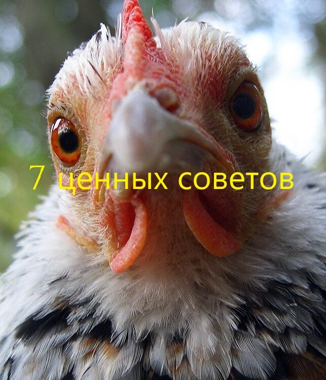 7 советов любого птицевода!
