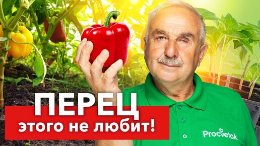 Не делайте такие ошибки при посеве перца! Агроном раскрыл 7 ошибок всех начинающих огородников