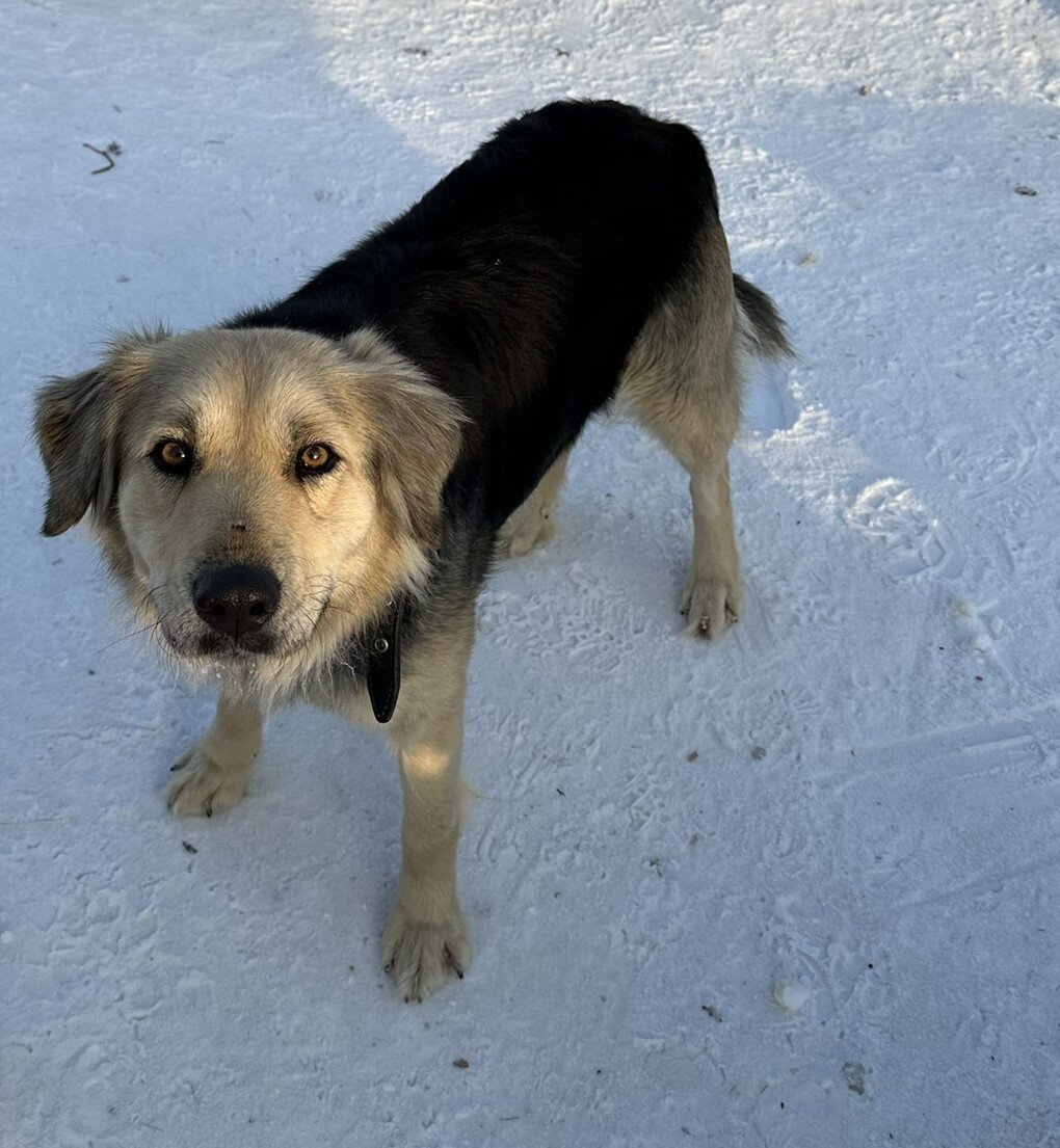 кошка обедает. миски для котят. художник гэри паттерсон. сыт и доволен. рыжий кот спит на окне.