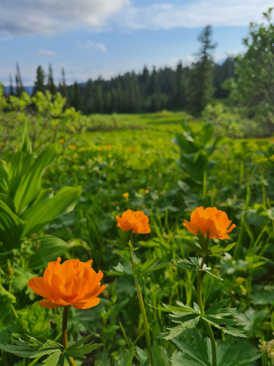 медвежья относительное прилагательное