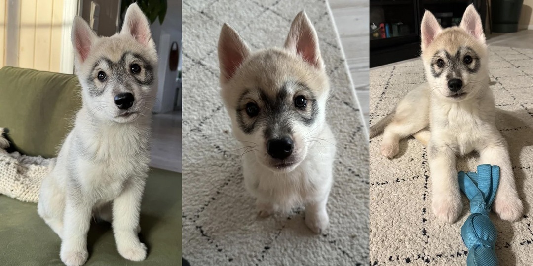 Щенок хаски родился с необычным «лицом» — он выглядит как енот