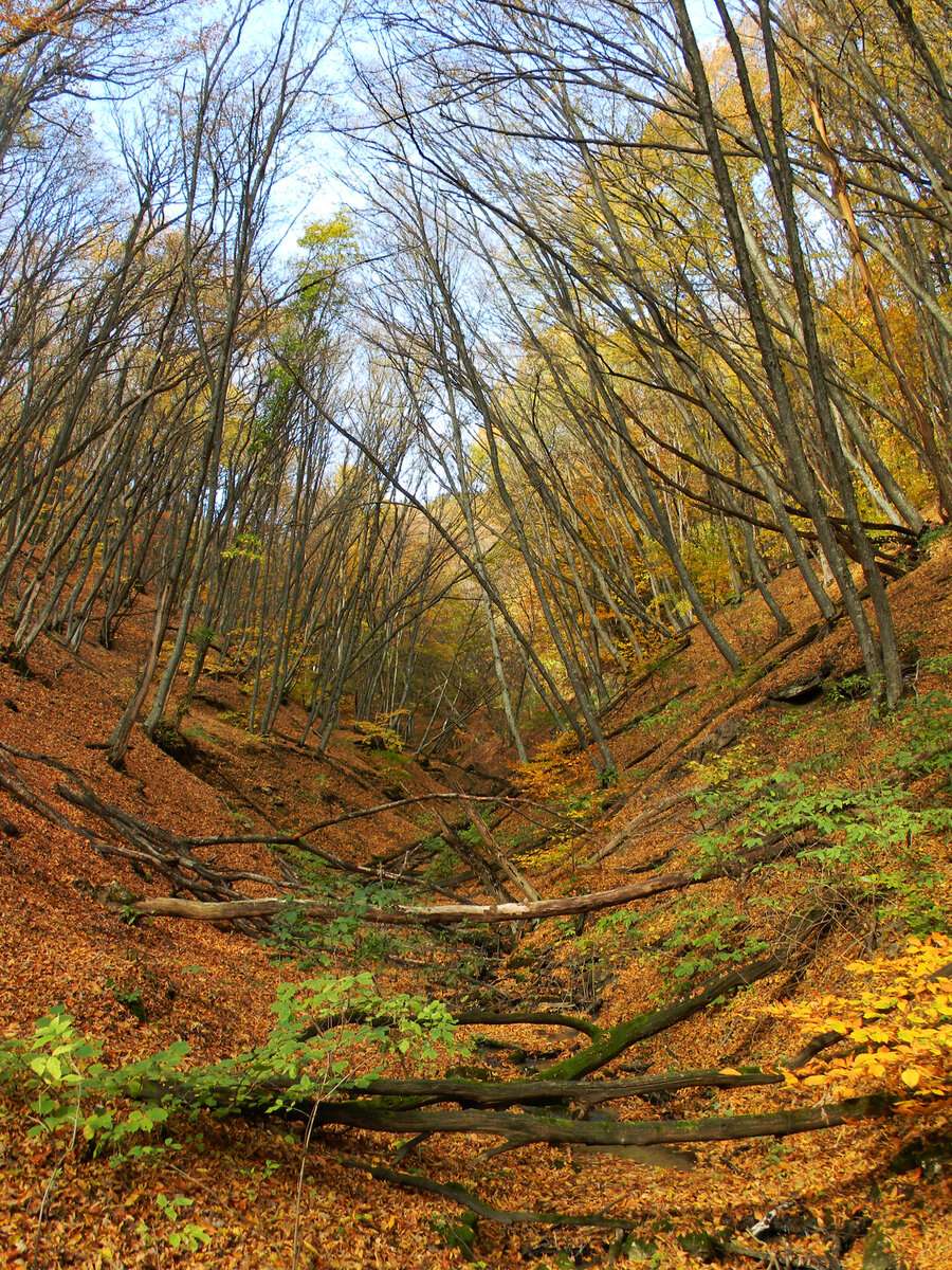 Остатки рва, окружавшего город / Фото: архив музея села Татарки