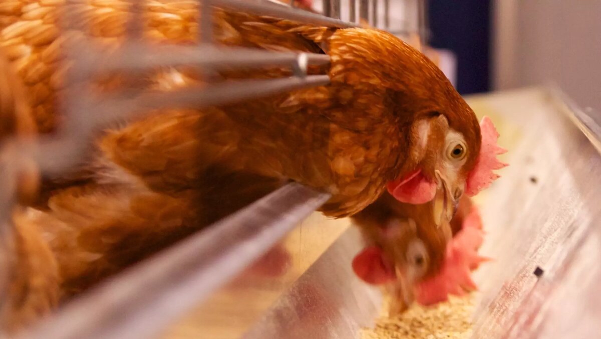     В Ростовской области за весь прошлый год удалось получить 162,4 миллиона штук яиц, сообщает Ростовстат.