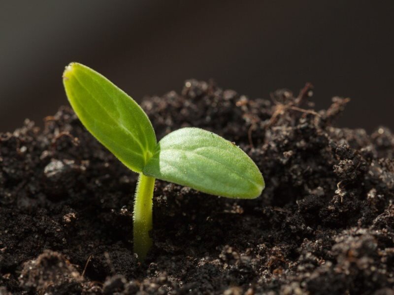 Старые семена кабачков долго прорастают: как ускорить появление всходов