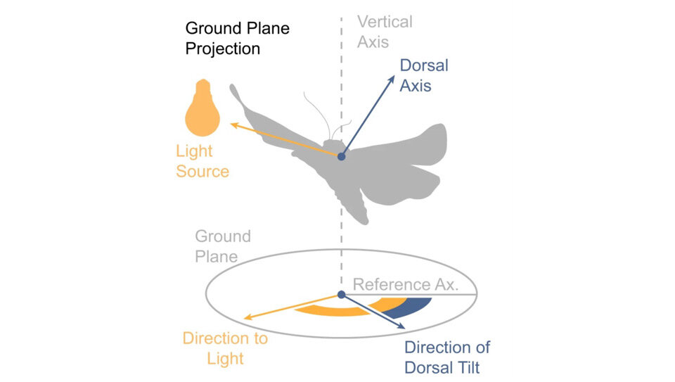   Samuel T. Fabian et al. / Nature Communications, 2024