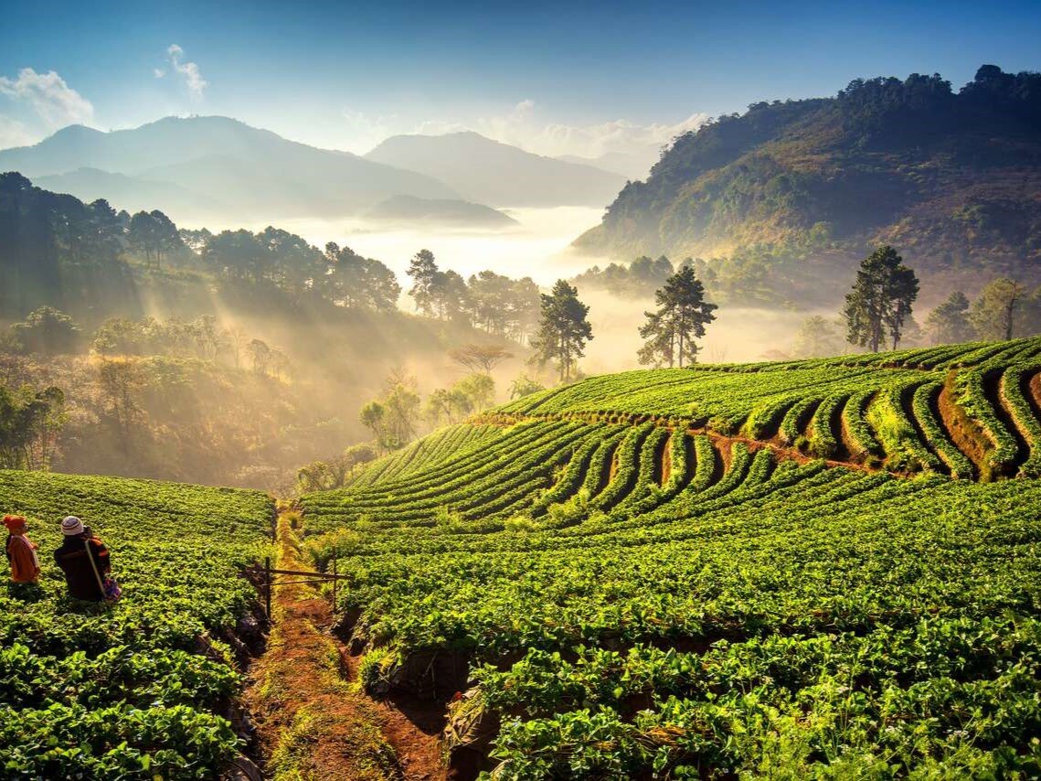 Плантации чая в горах Северного Таиланда