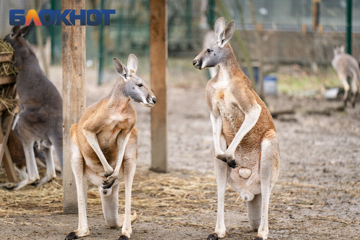 Грэхем лесли маккэлэм 4000 мотивов животные птицы и рыбы. Дикие животные для детей. Изобразить зверя. Изобразить зверя. Индейский орнамент тотемный медведь.