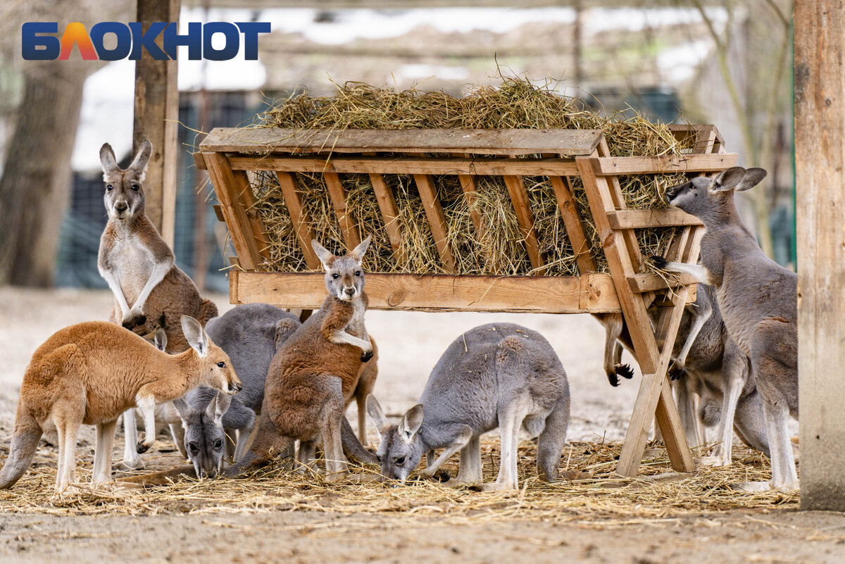 кенгуру презентация. сообщение о кенгуру. кенгуру валлаби. интересные факты про кен. кенгуру.