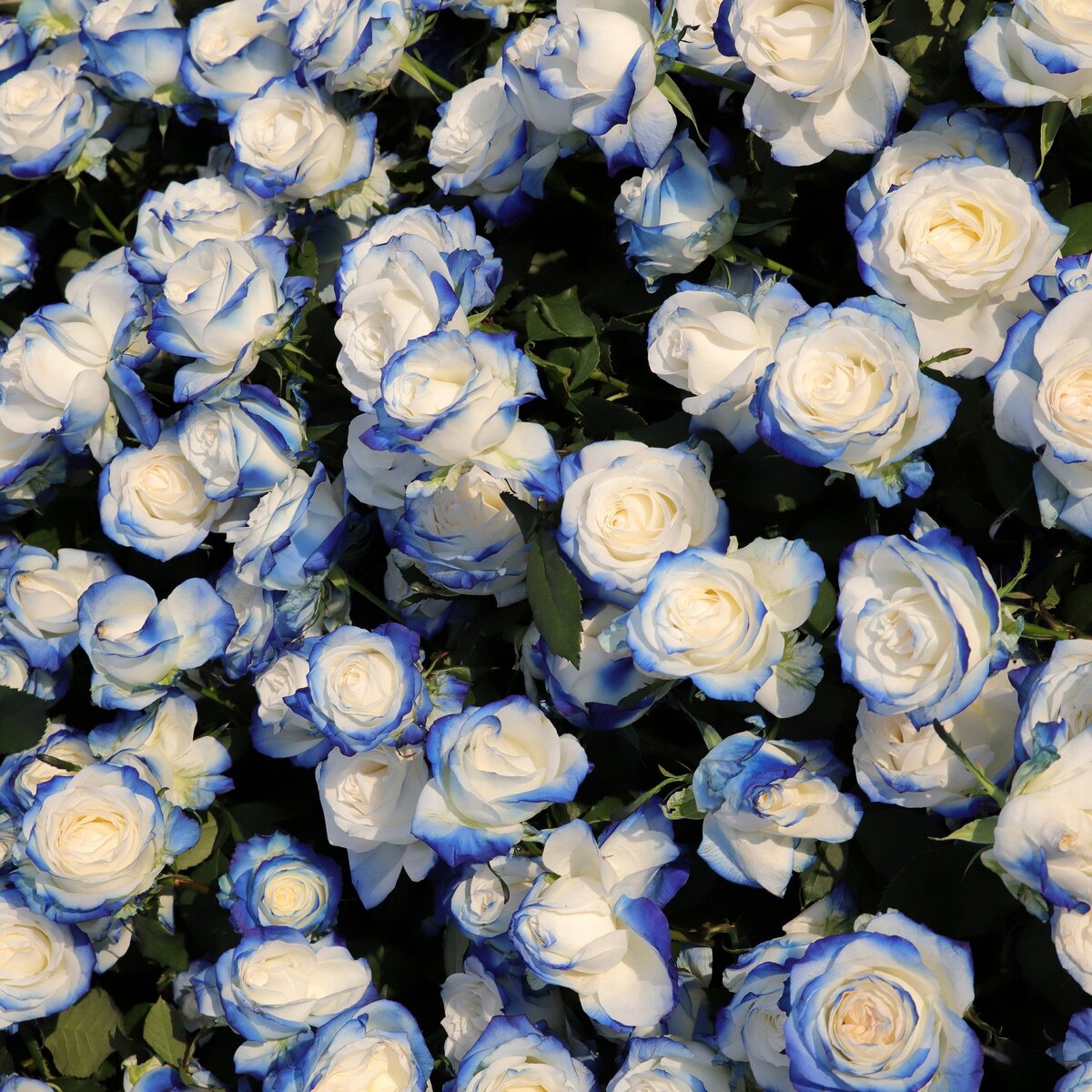 У сороки гороскоп. У сороки гороскоп. Роки сороки. У сороки гороскоп. Сорока краткое описание.