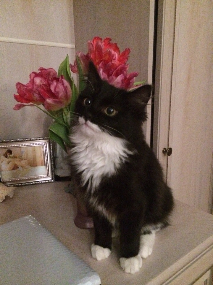 красивая лиса. флоридская пума красная. североамериканская пума.