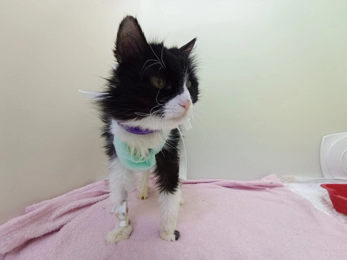 Кот новоселье. Кошка в квартире. Содержание кошек. Чем помочь кошке при переезде. Как адаптируется кошка.