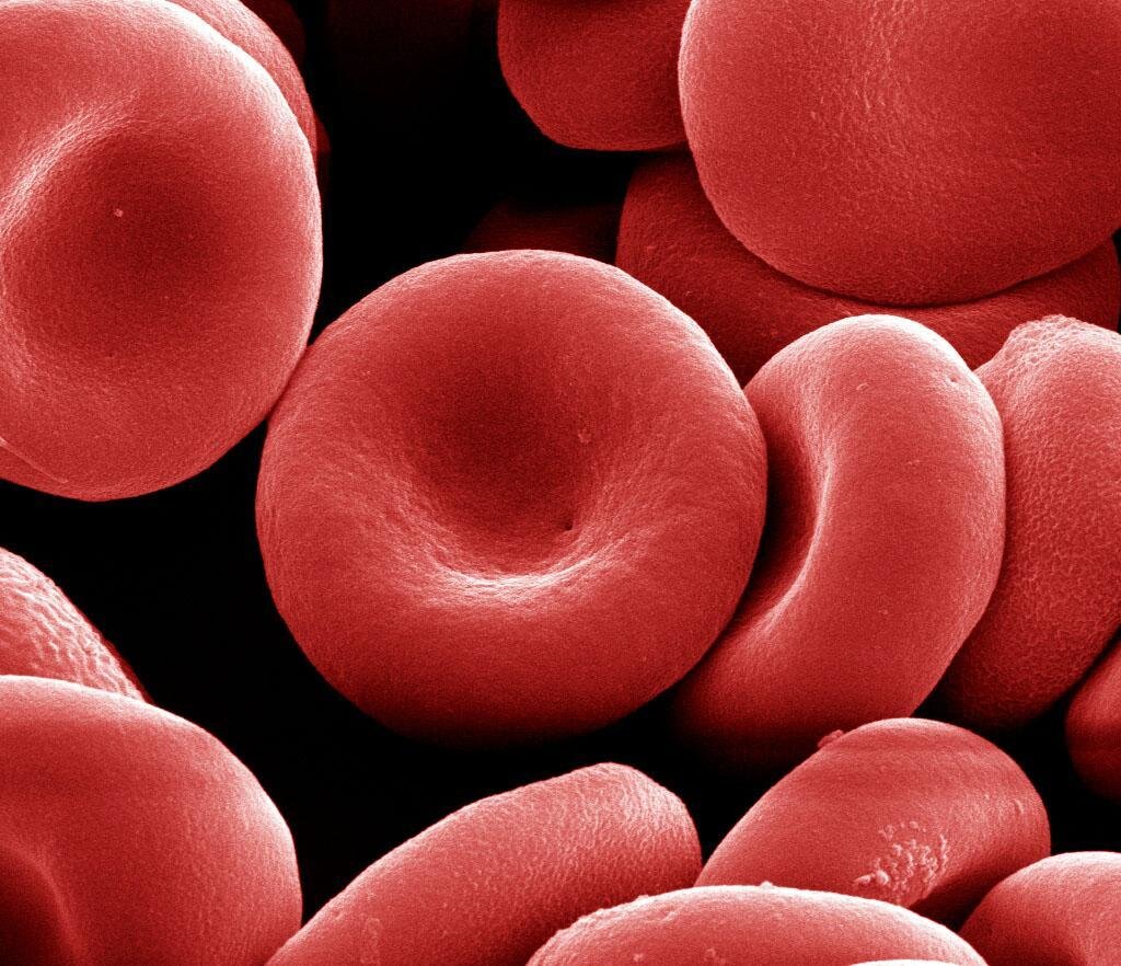Эритроциты красные клетки крови. Клетка эритроцита. Blood Cells эритроциты. Кровь под микроскопом.