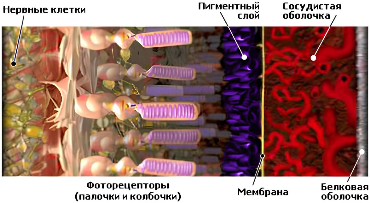 Светочувствительные клетки расположены в сетчатке. Палочки и колбочки сетчатки глаза. Палочки и колбочки сетчатки глаза строение. Палочки и колбочки гистология. Строение колбочки сетчатки.