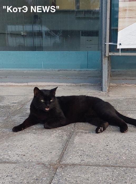 Кот Василий