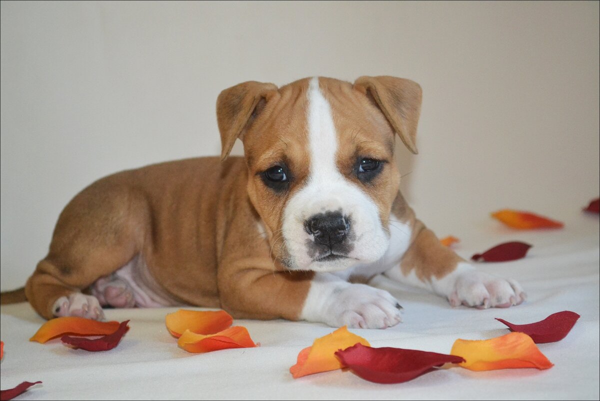 щенок амстаффа Яся Райвал 1 месяц