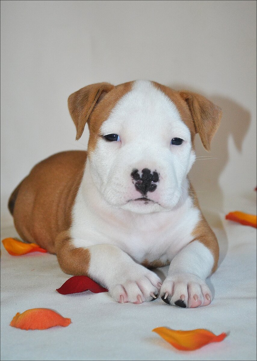 щенок амстаффа Рейма Райвал 1 месяце